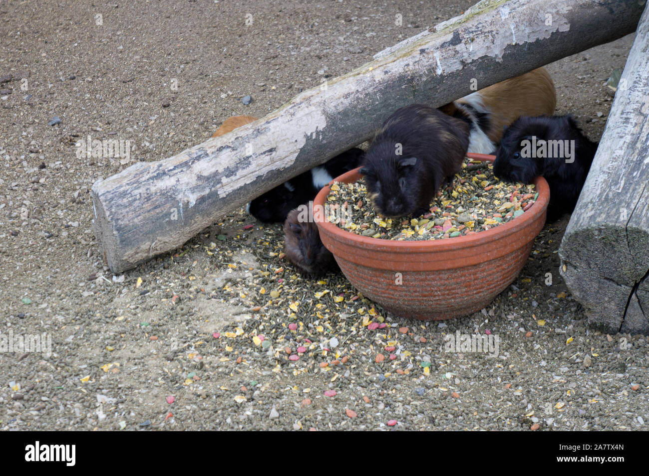 Meerschweinchen in einem Samen Schüssel Stockfoto