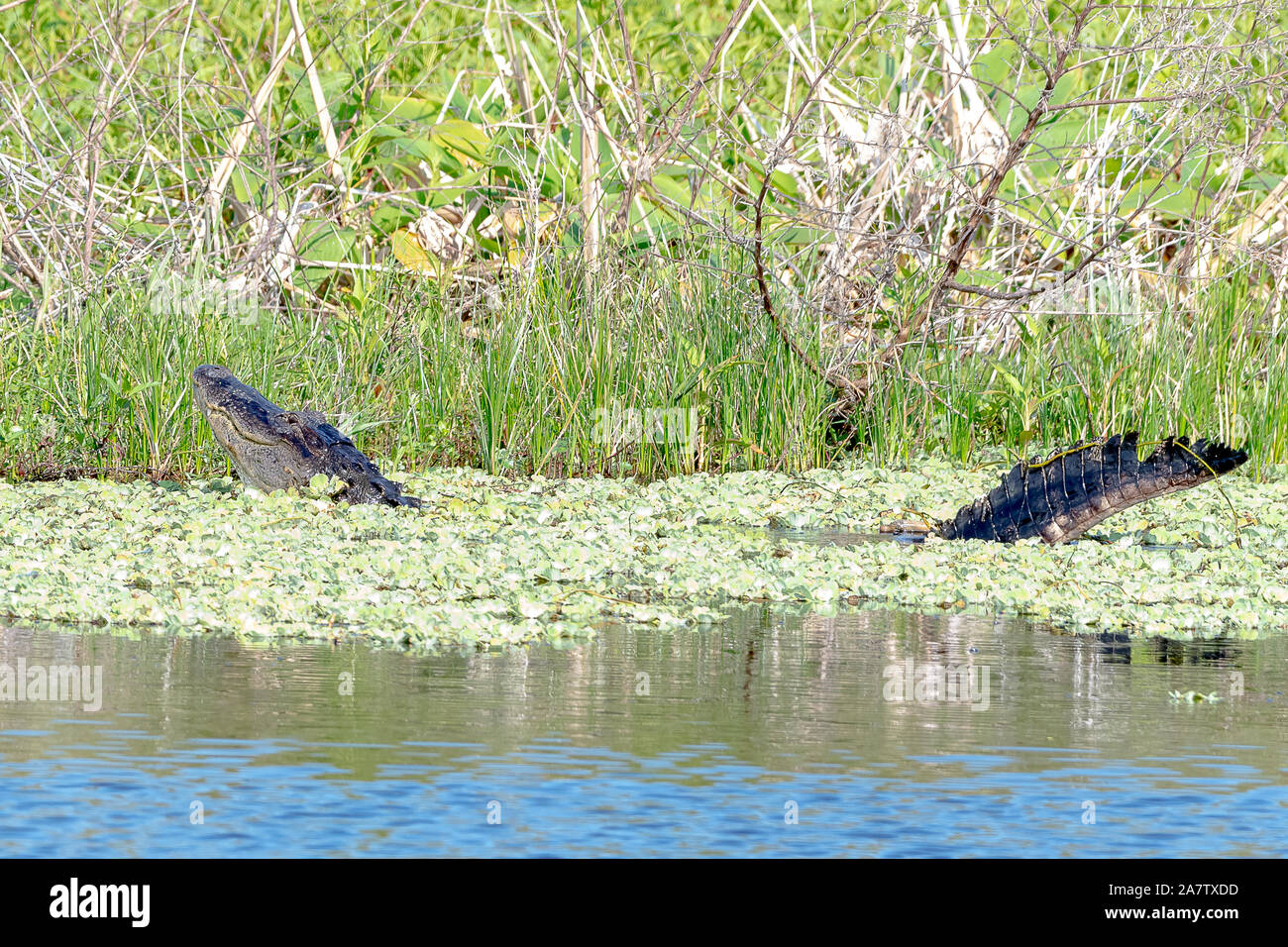 Männliche amerikanische Alligator anzeigen und Gebrüll Paarungsritual call-Feder Stockfoto
