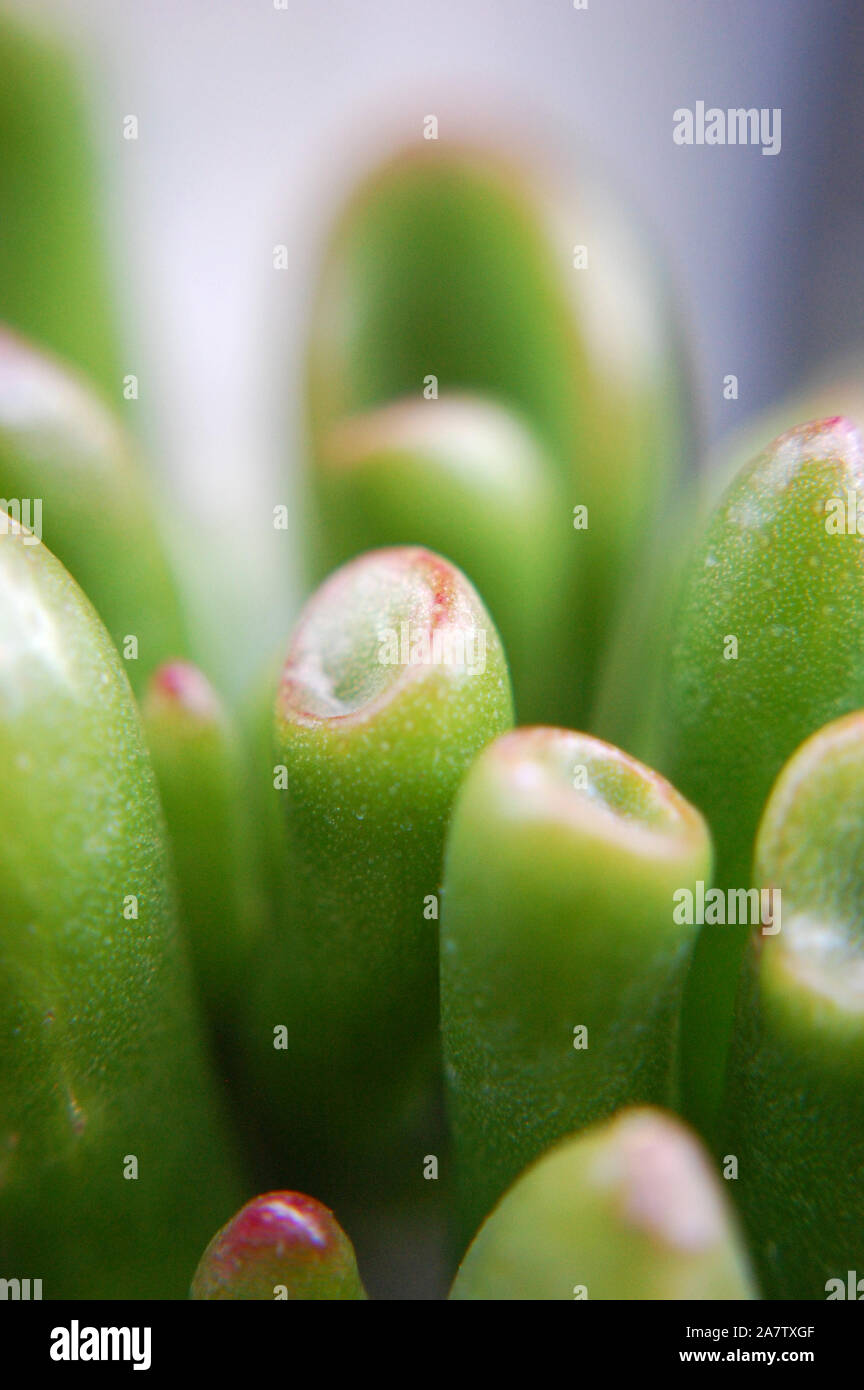 Makroaufnahme der crassula ovata 'Gollum Jade". Stockfoto