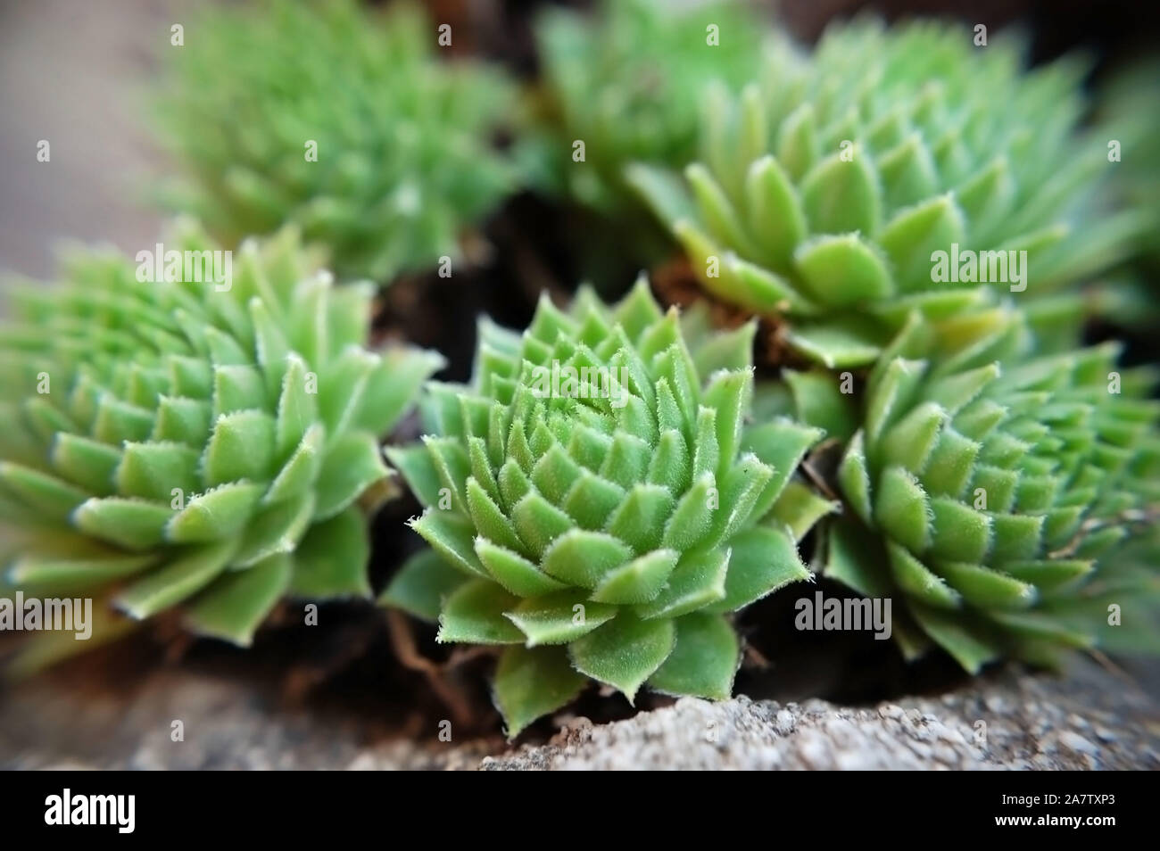 Makroaufnahme der Hennen und Küken "grüne Rad". Stockfoto