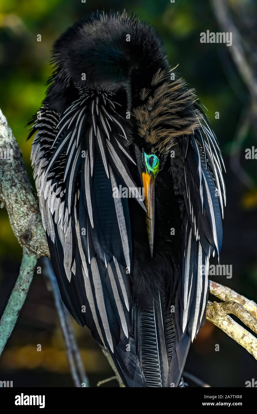 Anhinga mit Zucht Gefieder ruht in seiner Federn Stockfoto