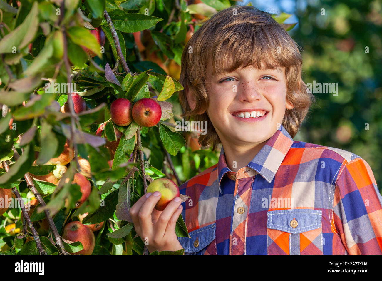 Glücklich lächelnde männliche Junge Kind pflücken Äpfel in einem Apple Orchard Stockfoto