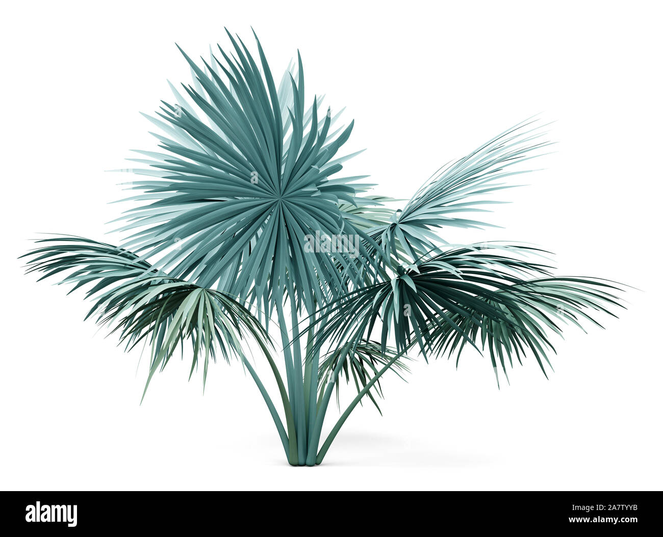 Silver fan Palm Tree auf weißem Hintergrund. 3D-Darstellung Stockfoto