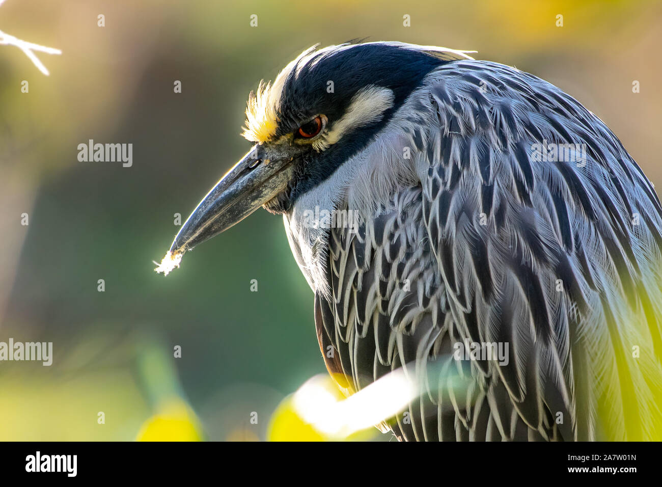 Gelbe gekrönte Night Heron in den Büschen Gegenlicht der Sonne gehockt Stockfoto