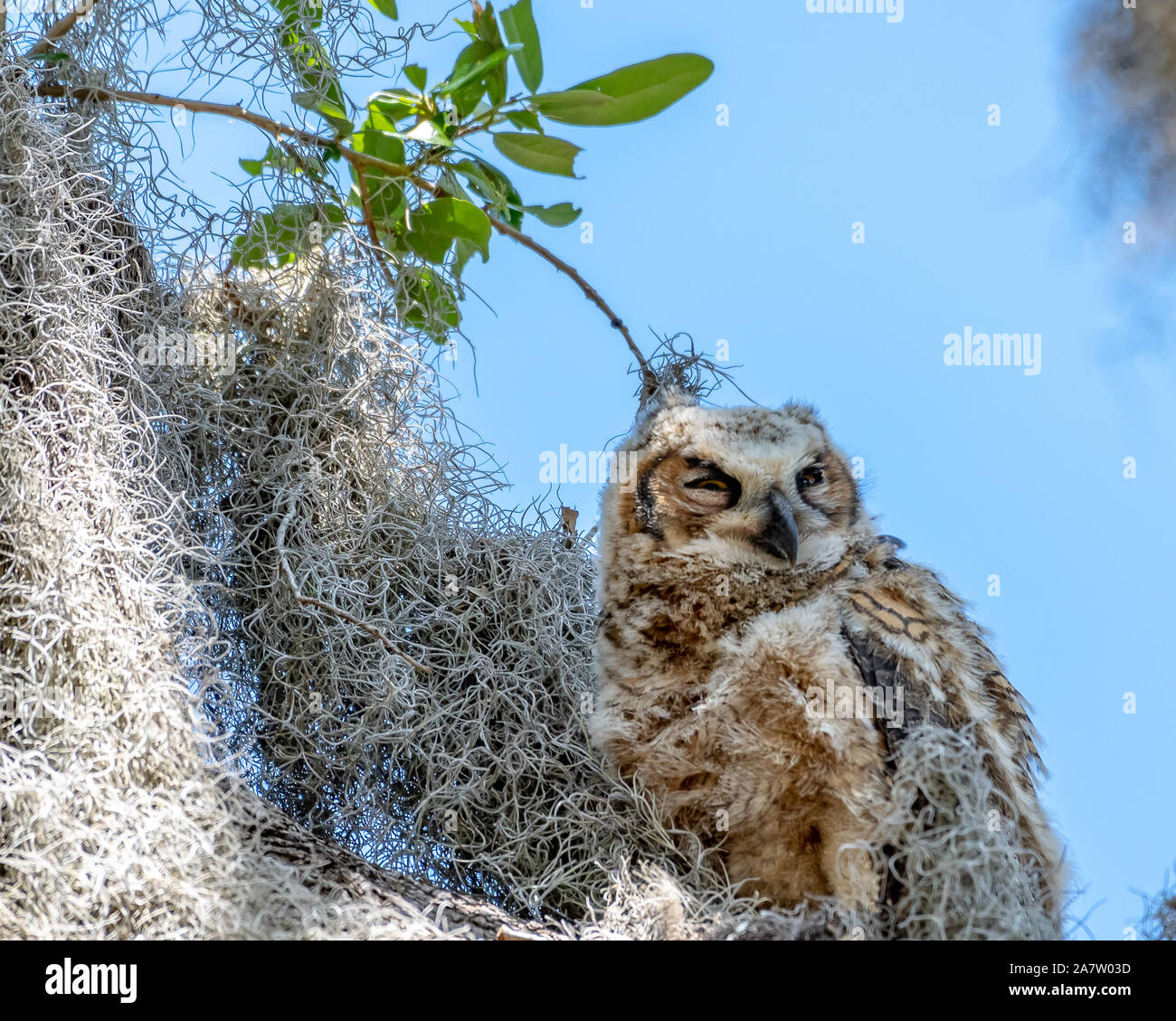 Baby great Horned owl thront auf einem Ast-Florida Stockfoto