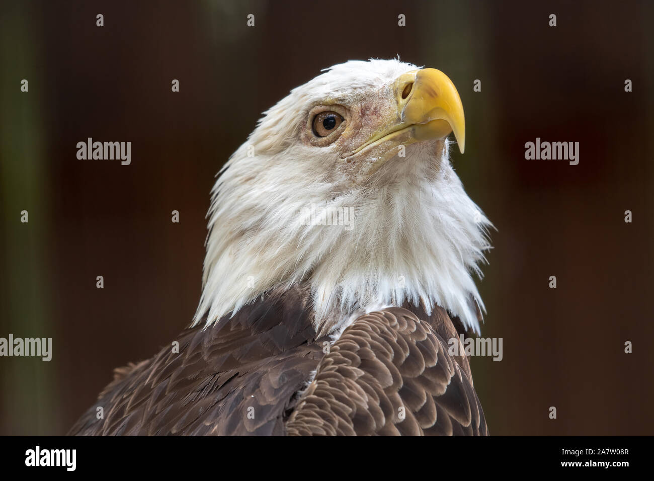 Majestätische Pose des Weißkopfseeadler Stockfoto