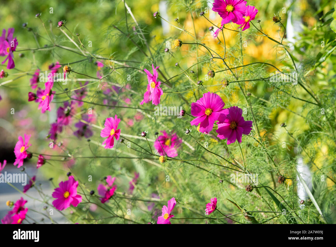 Cosmos Bipinnatus Blumen im Herbst Stockfoto