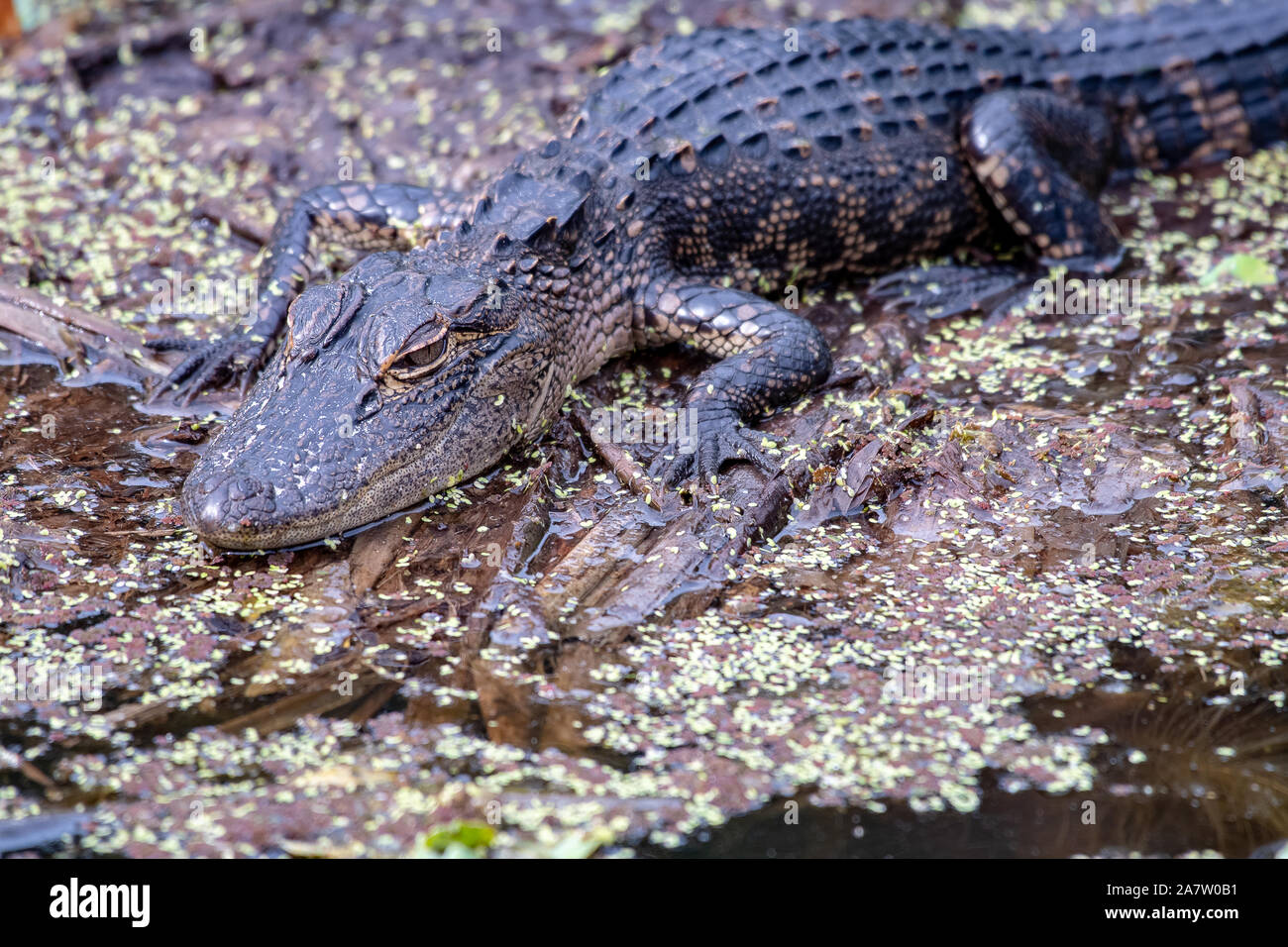 Baby American alligator am Rande eines Sees in Florida Sonnen Stockfoto