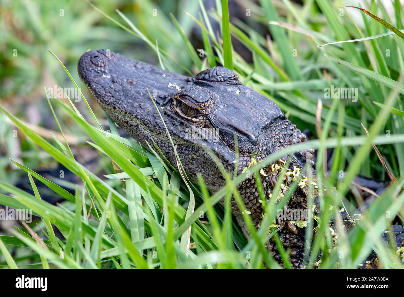 Baby American alligator versteckt am Rande eines Sees in Florida Stockfoto