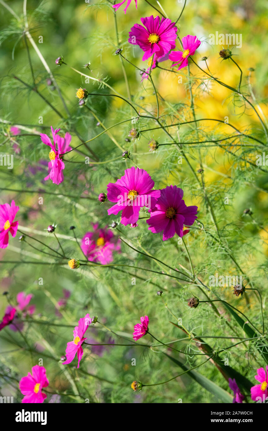 Cosmos Bipinnatus Blumen im Herbst Stockfoto