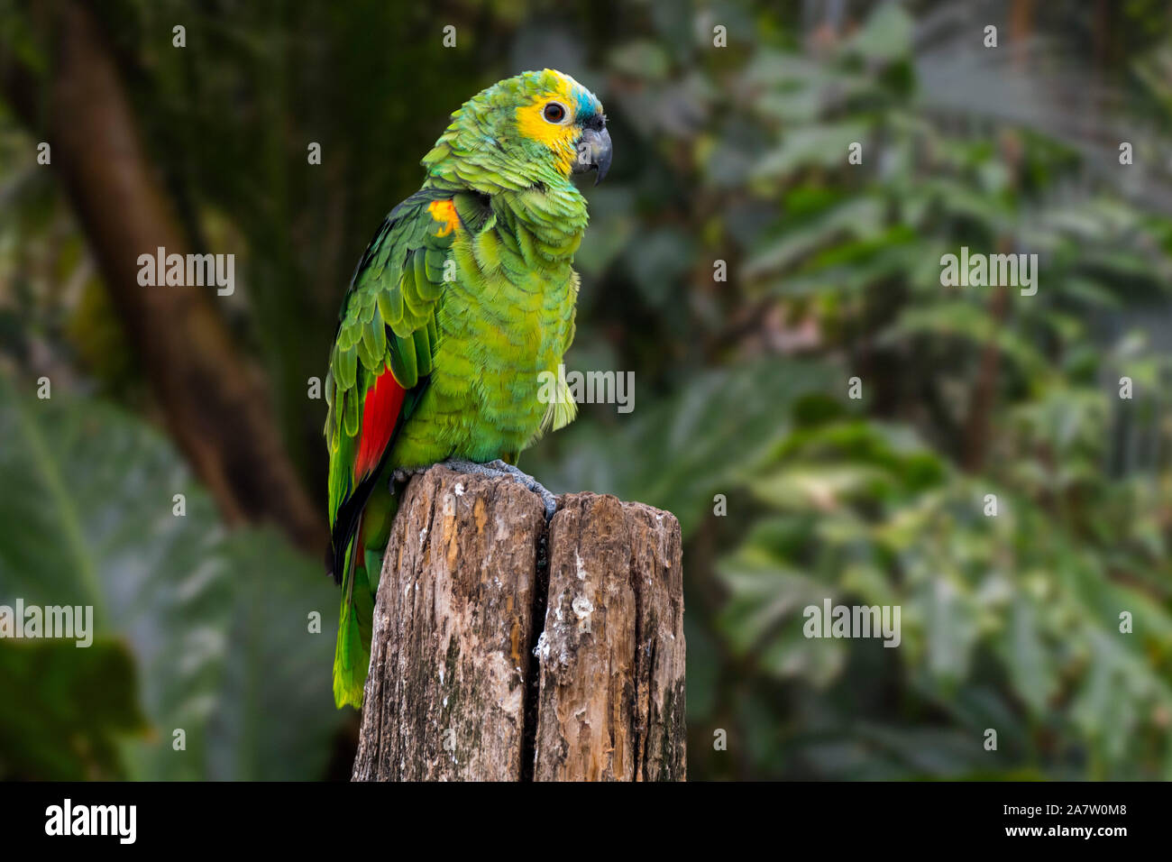 Türkis-fronted Amazon/türkis-fronted Papagei/blue-fronted Amazon (Amazona aestiva), Südamerikanische Arten von Amazon Parrot Stockfoto