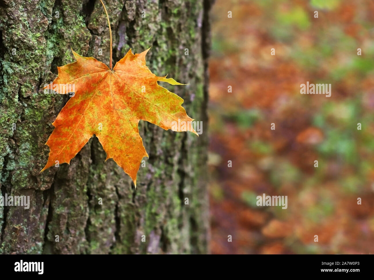 In der Nähe einer orangefarbenen maple leaf vor einem Baumstamm Stockfoto