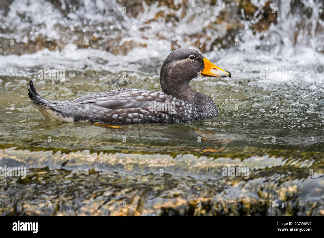Fuegian steamer Duck/Magellanschen flightless Steamer duck (Tachyeres pteneres) flugunfähigen Ente aus Südamerika Stockfoto