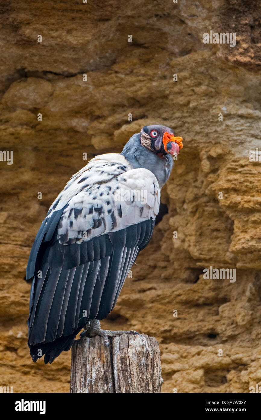 King Vulture (Sarcoramphus papa/Vultur Papa), die in Mittel- und Südamerika Stockfoto