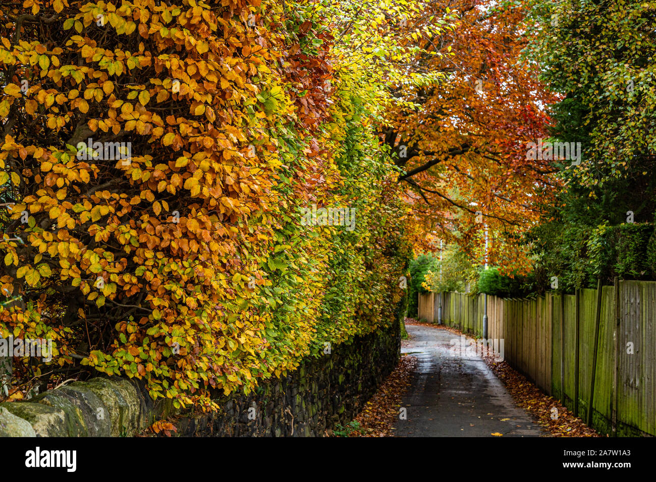 Eine Buche Hecke im Herbst in Baildon, Yorkshire, England. Stockfoto