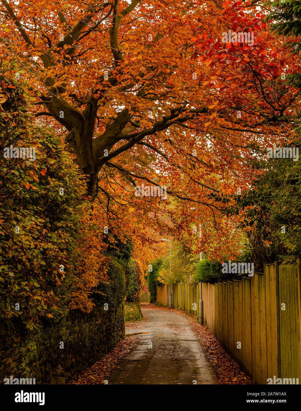 Beech hedges in autumn -Fotos und -Bildmaterial in hoher Auflösung – Alamy