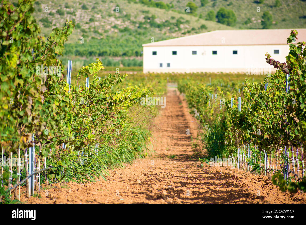 Reben Plantage in Castilla la Mancha, Spanien, 2019. Weinberg Perspektive in der Agrarwirtschaft. Wind bewegten Weinblätter Stockfoto