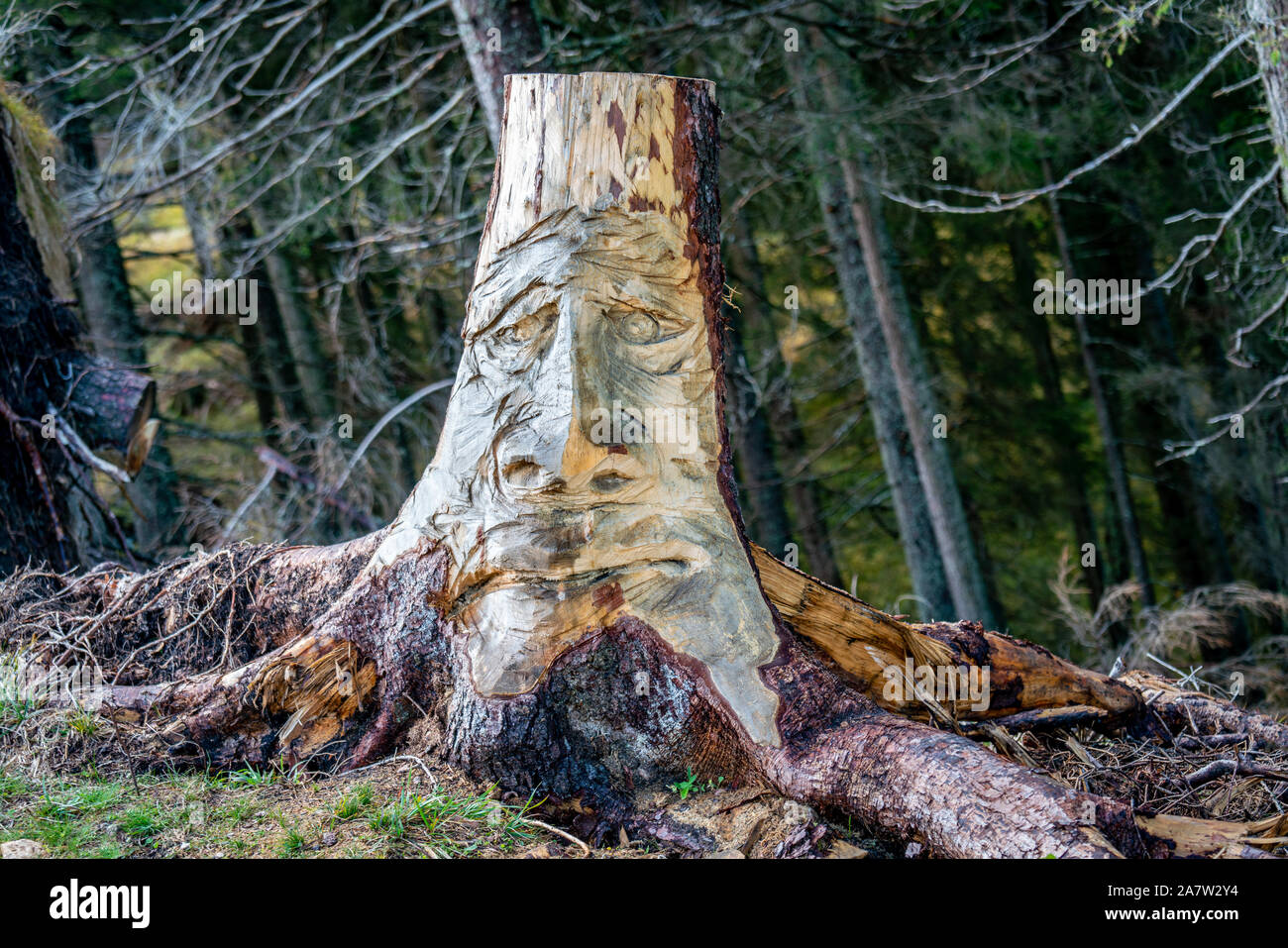 Lustiges Gesicht geschnitzt in einem hölzernen Baumstamm in einem Wald wächst in den italienischen Alpen in der Nähe von Voels am Schlern Stockfoto