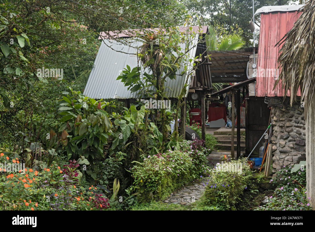 Kleine Gartenbau in Fortuna Forest Reserve Panama Stockfoto