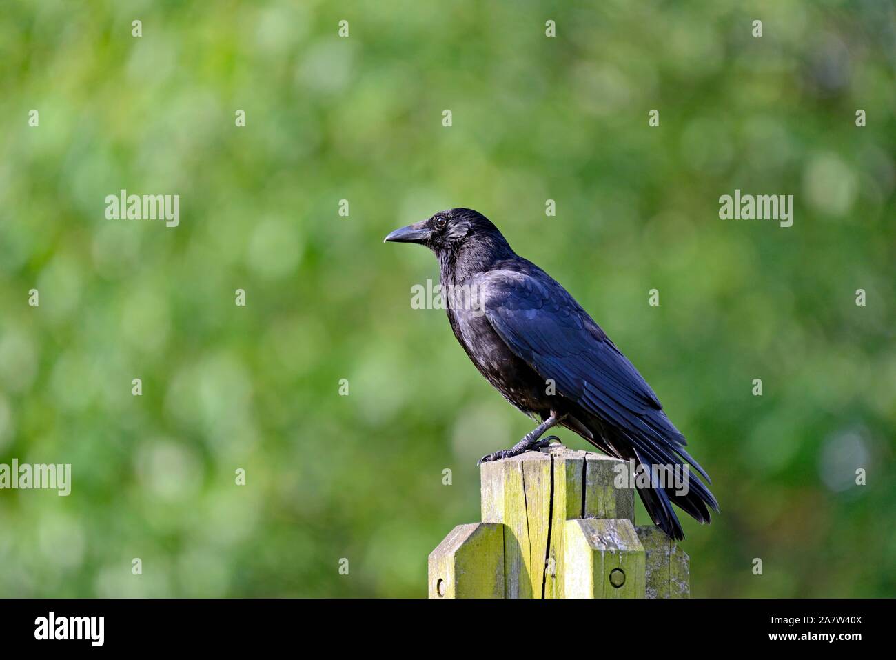 Nebelkrähe (Corvus corone) sitzen auf einer Stange, Nordrhein-Westfalen, Deutschland Stockfoto