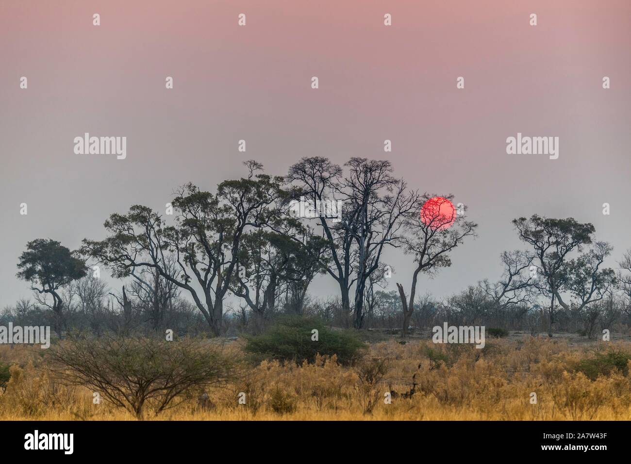Bush Landschaft mit Einstellung rote Sonne, Moremi Wildlife Reserve, Ngamiland, Botswana Stockfoto
