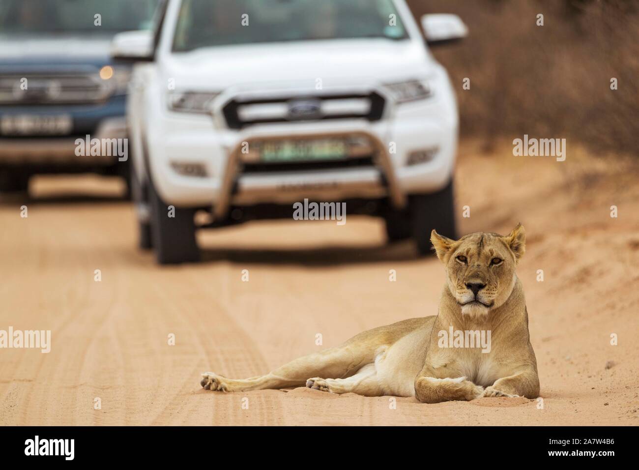 Löwin (Panthera leo), Weibliche ruht auf einer Straße, hinter es touristische Fahrzeuge auf einer Pirschfahrt, Kalahari Wüste, Kgalagadi Transfrontier Park, South Stockfoto