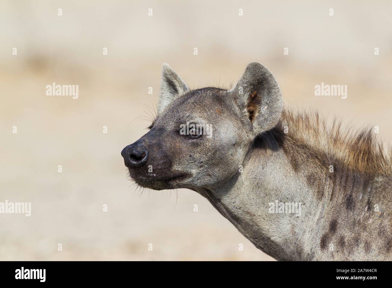 Tüpfelhyäne (Crocuta crocuta), Tier Portrait, Kalahari Wüste, Kgalagadi Transfrontier Park, Südafrika Stockfoto