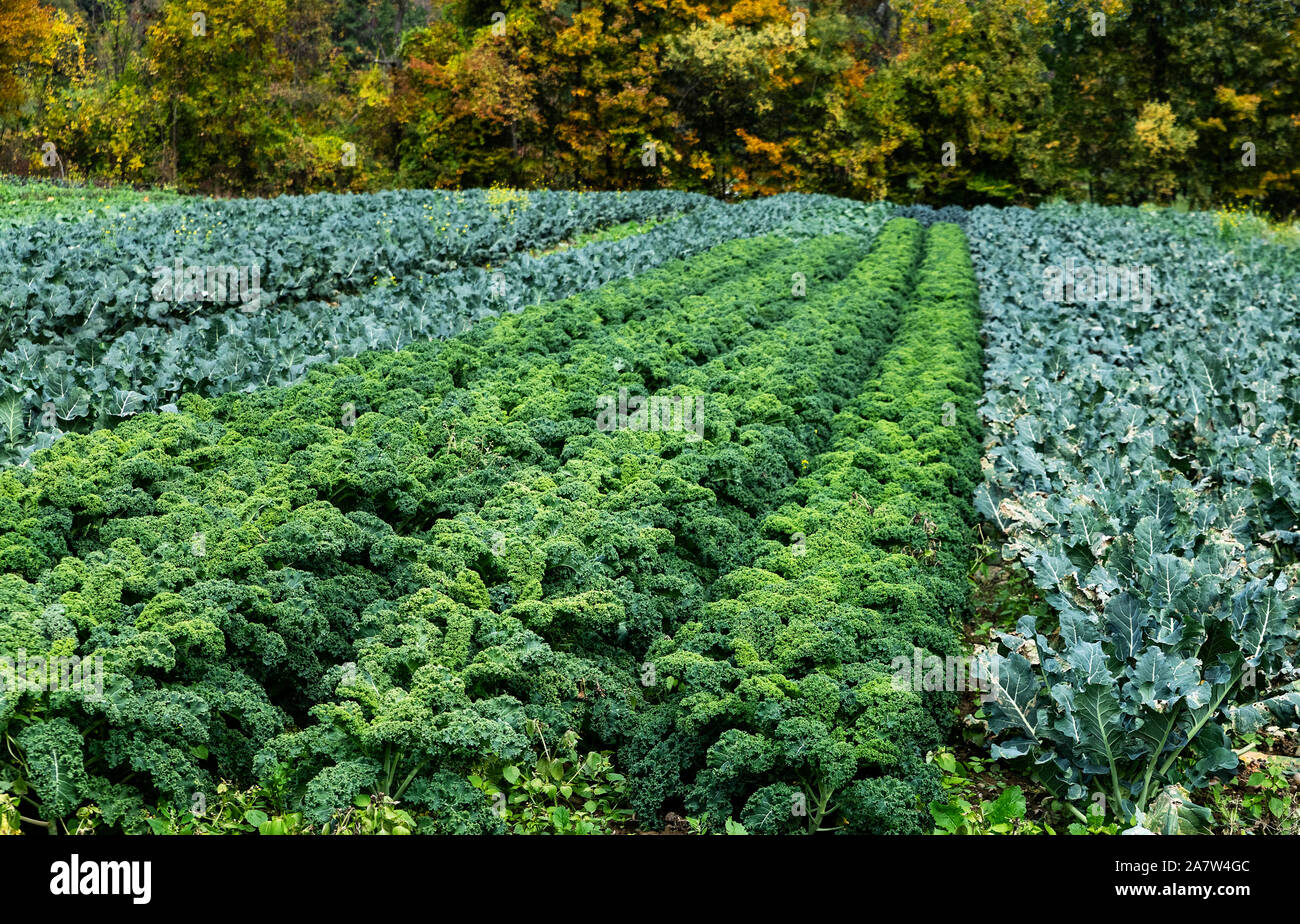 Bereich der Grünkohl bereit für Herbst harvet. Stockfoto