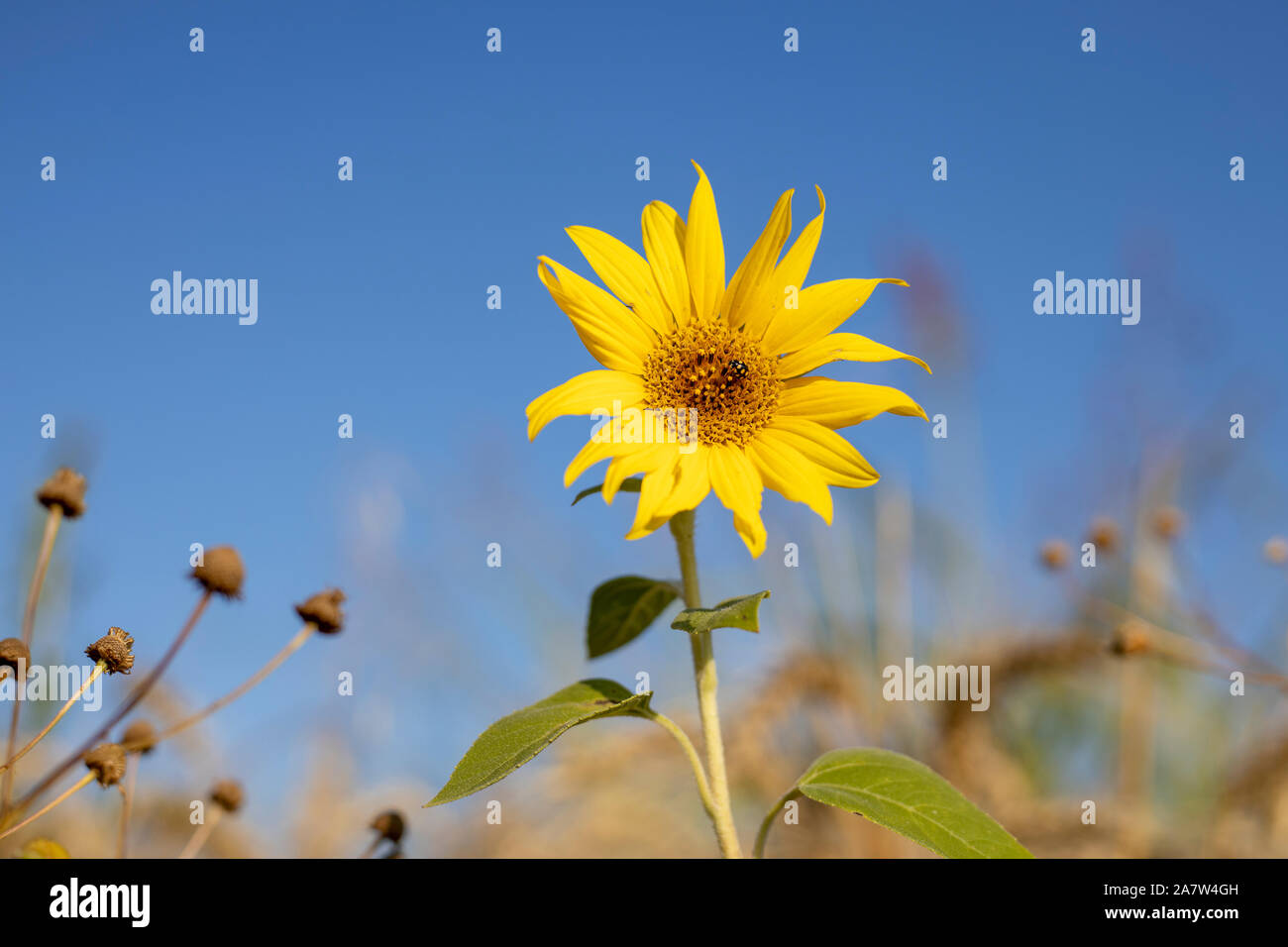 Gelber Marienkäfer auf kleinen Sonnenblumen Stockfoto