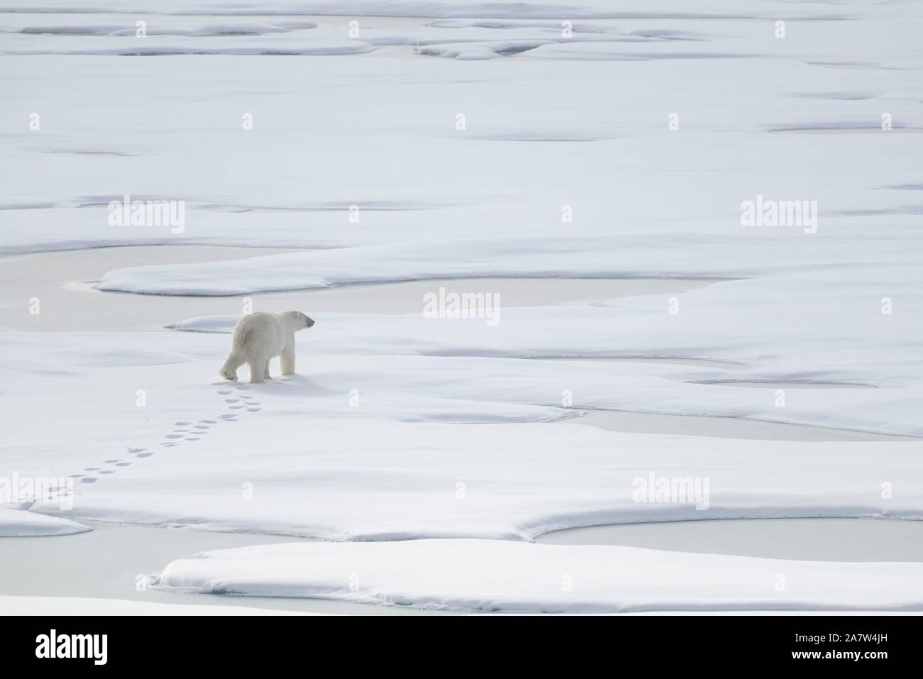 Eisbär (Ursus maritimus), männlich, auf Packeis, Svalbard, Norwegen Stockfoto
