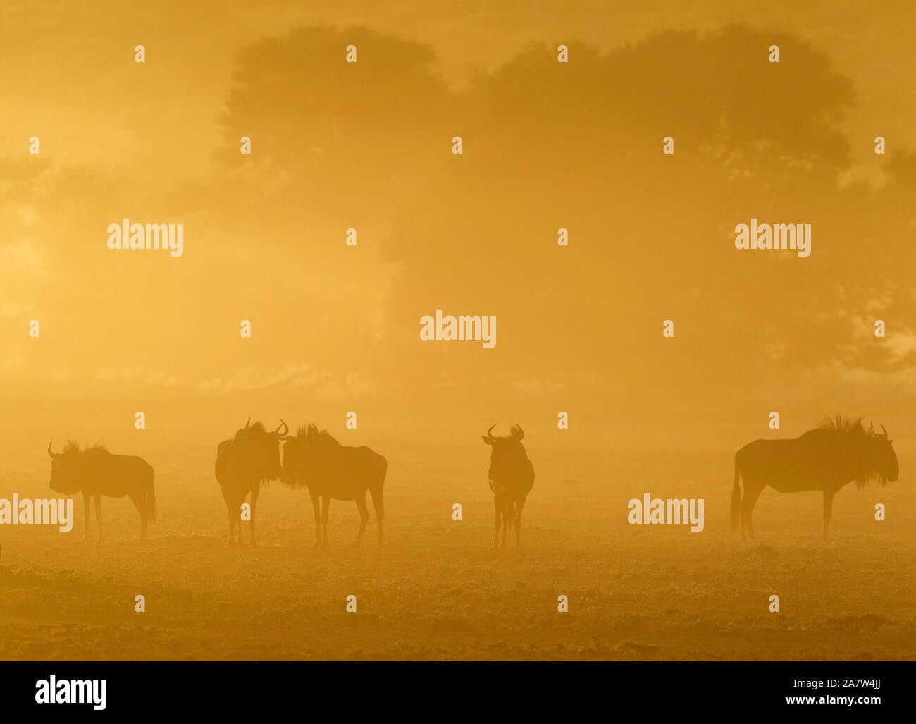 Blaue Gnus (connochaetes Taurinus), Herde bei Sonnenaufgang, Silhouetten, Kalahari Wüste, Kgalagadi Transfrontier Park, Südafrika Stockfoto