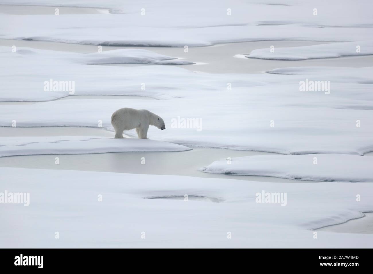 Eisbär (Ursus maritimus), männlich, stehend auf Packeis, Svalbard, Norwegen Stockfoto