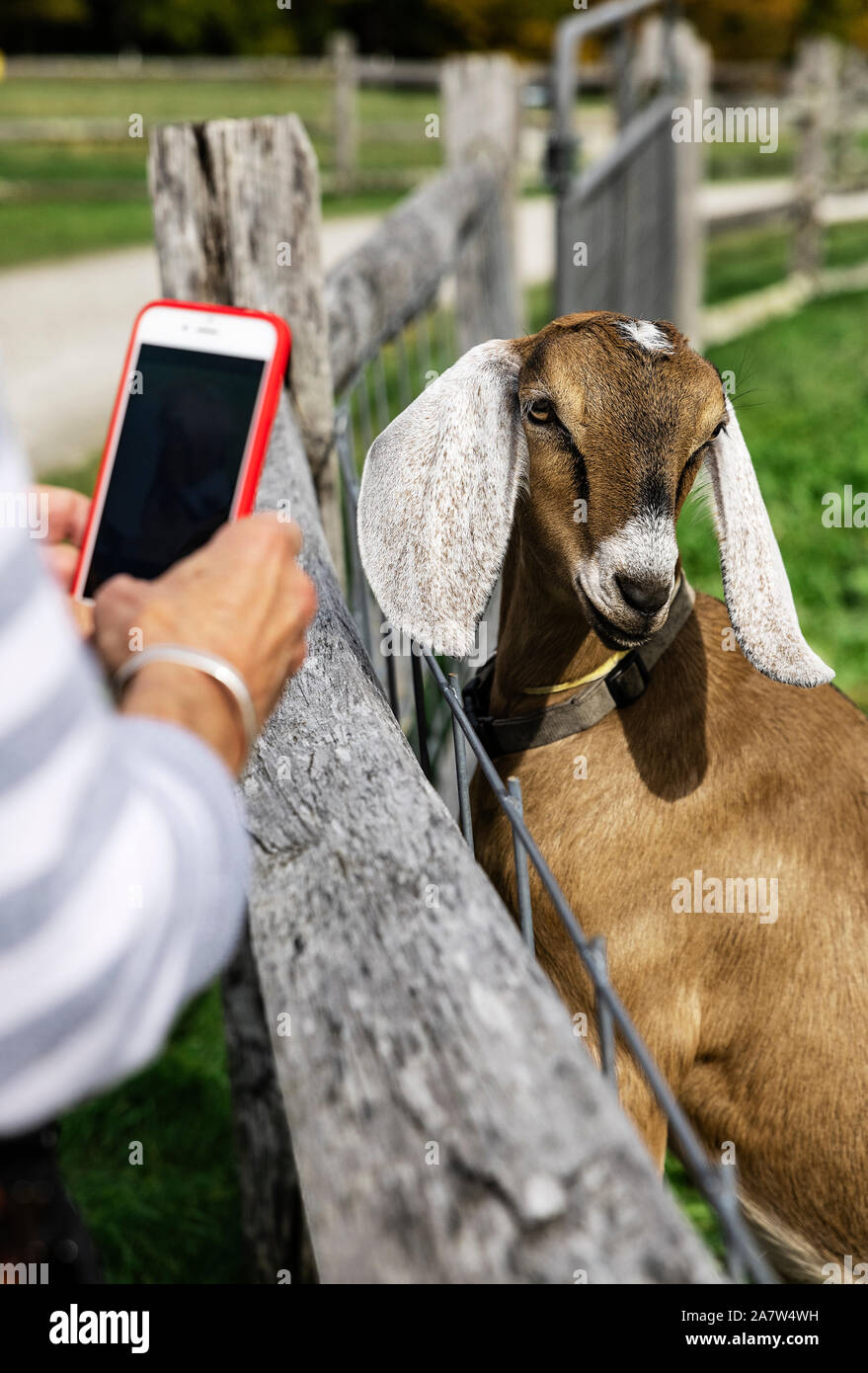 Tourist, der eine mobile Foto von einer Ziege. Stockfoto