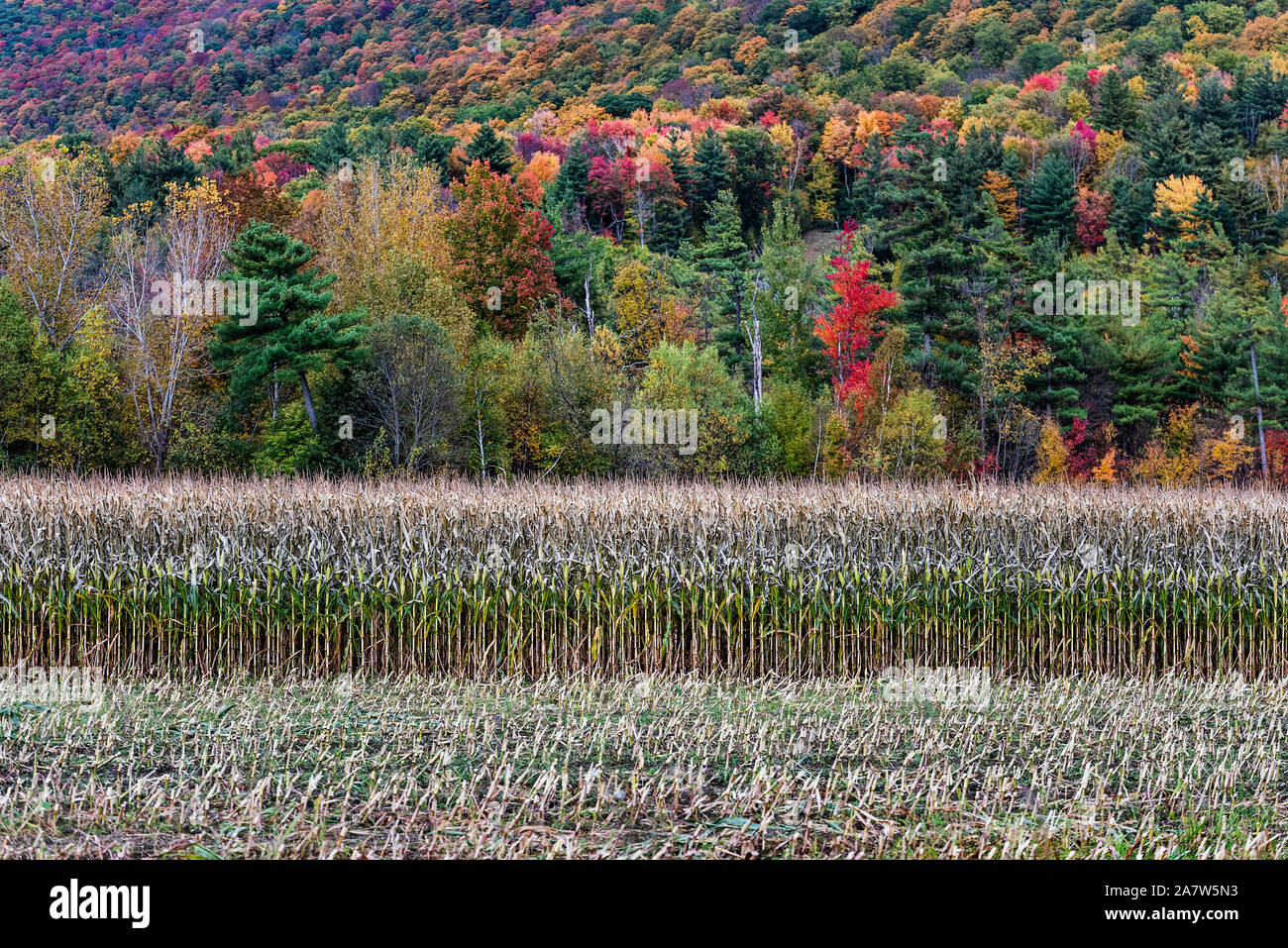 Herbst Feld von Mais für Ernte, Wallingford, Vermont, USA bereit. Stockfoto
