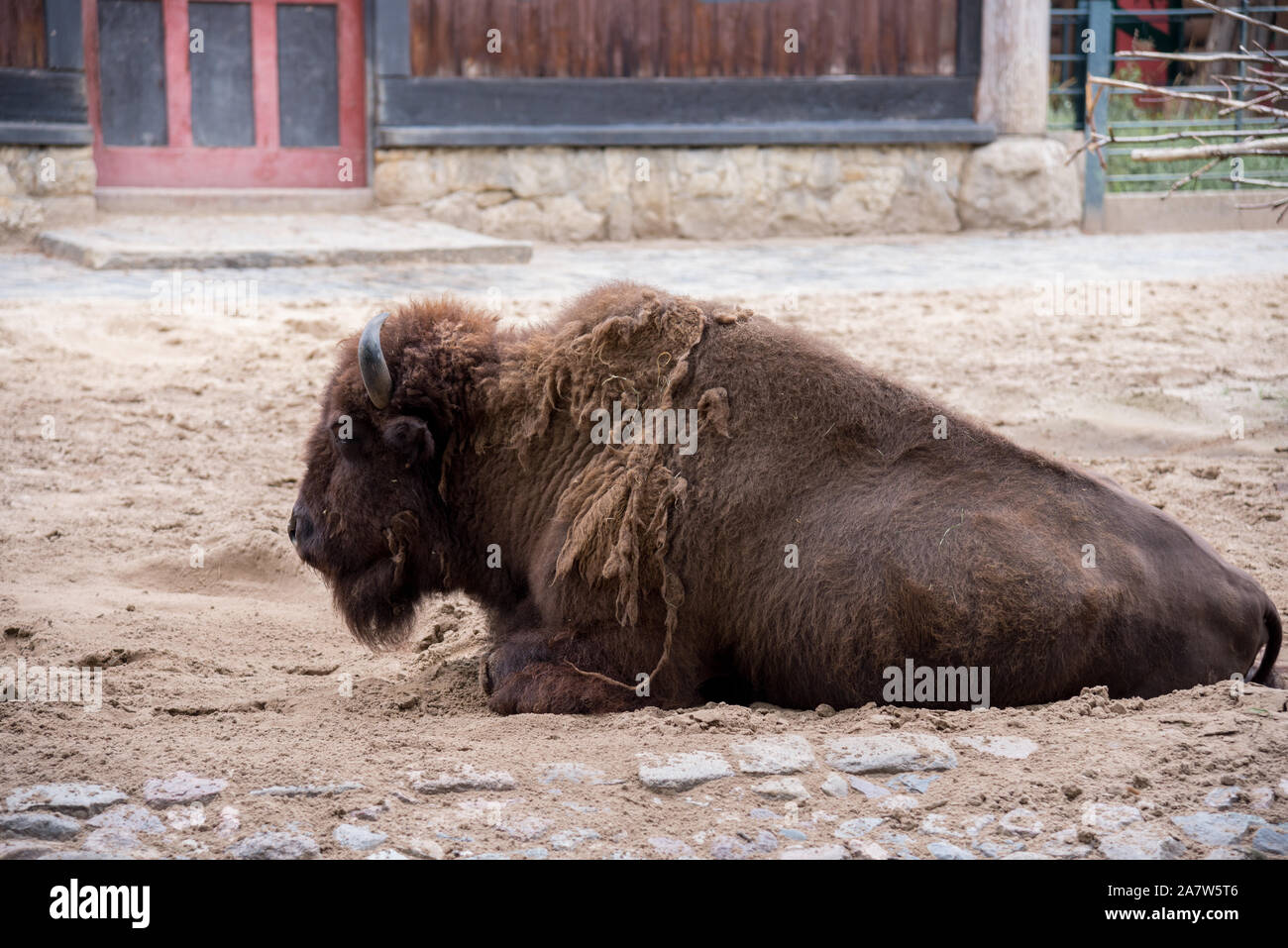 Bison oder American Buffalo im Berliner Zoo - Deutschland Stockfoto