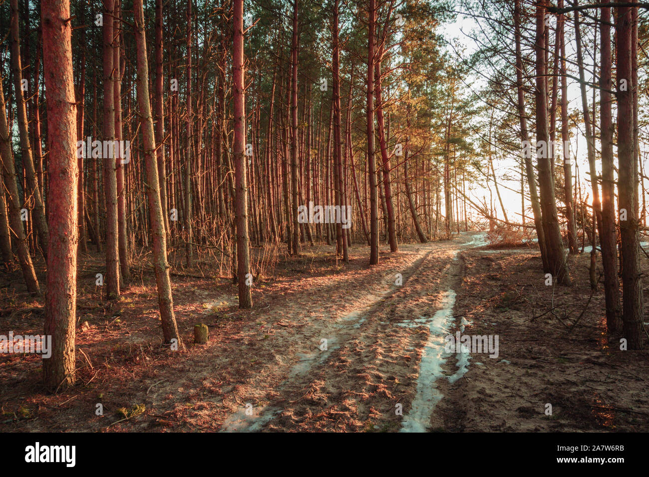 Ruhigen Abend helle Sonnenuntergang auf dem Pine Forest Road close-up an der Ostseeküste in Carnikava mit Schnee und hohem Kontrast Strahlen der Sonne Stockfoto