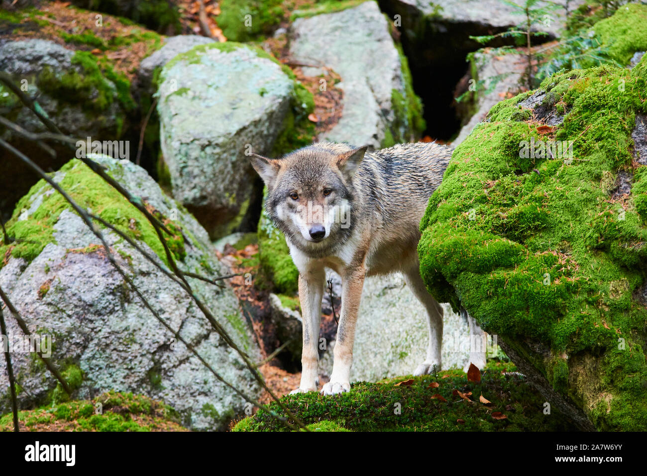 Der Wolf (Canis lupus), auch als grau oder grau Wolf im natürlichen Lebensraum Stockfoto