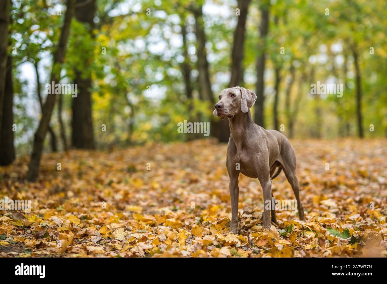 Weimaraner auf einer Wiese im Herbst Blätter posing Stockfoto