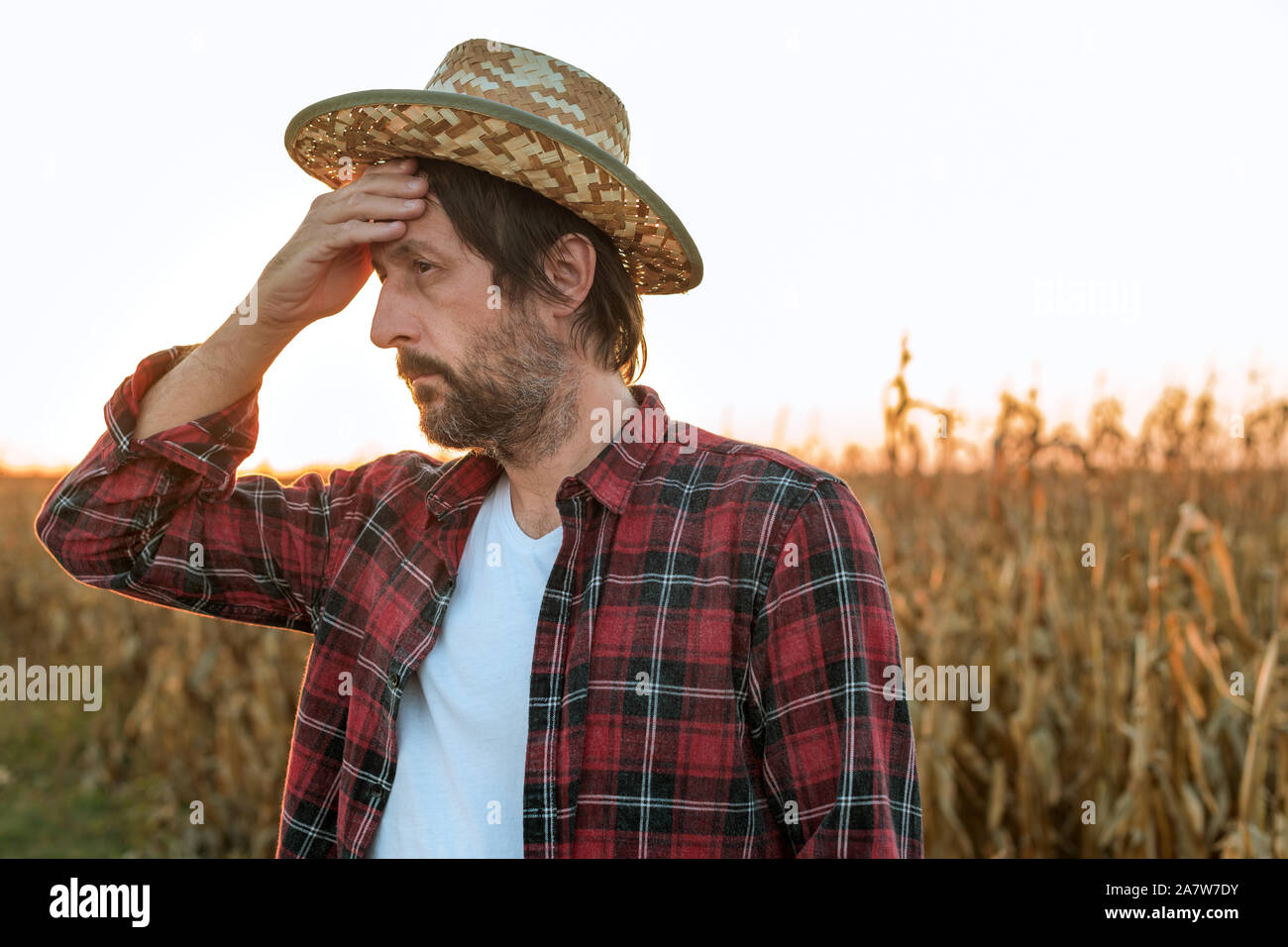 Nachdenklich betreffenden Mais Landwirt Agronom in Mais Ernte Feld posiert, besorgt über den Ertrag der Ernte Stockfoto