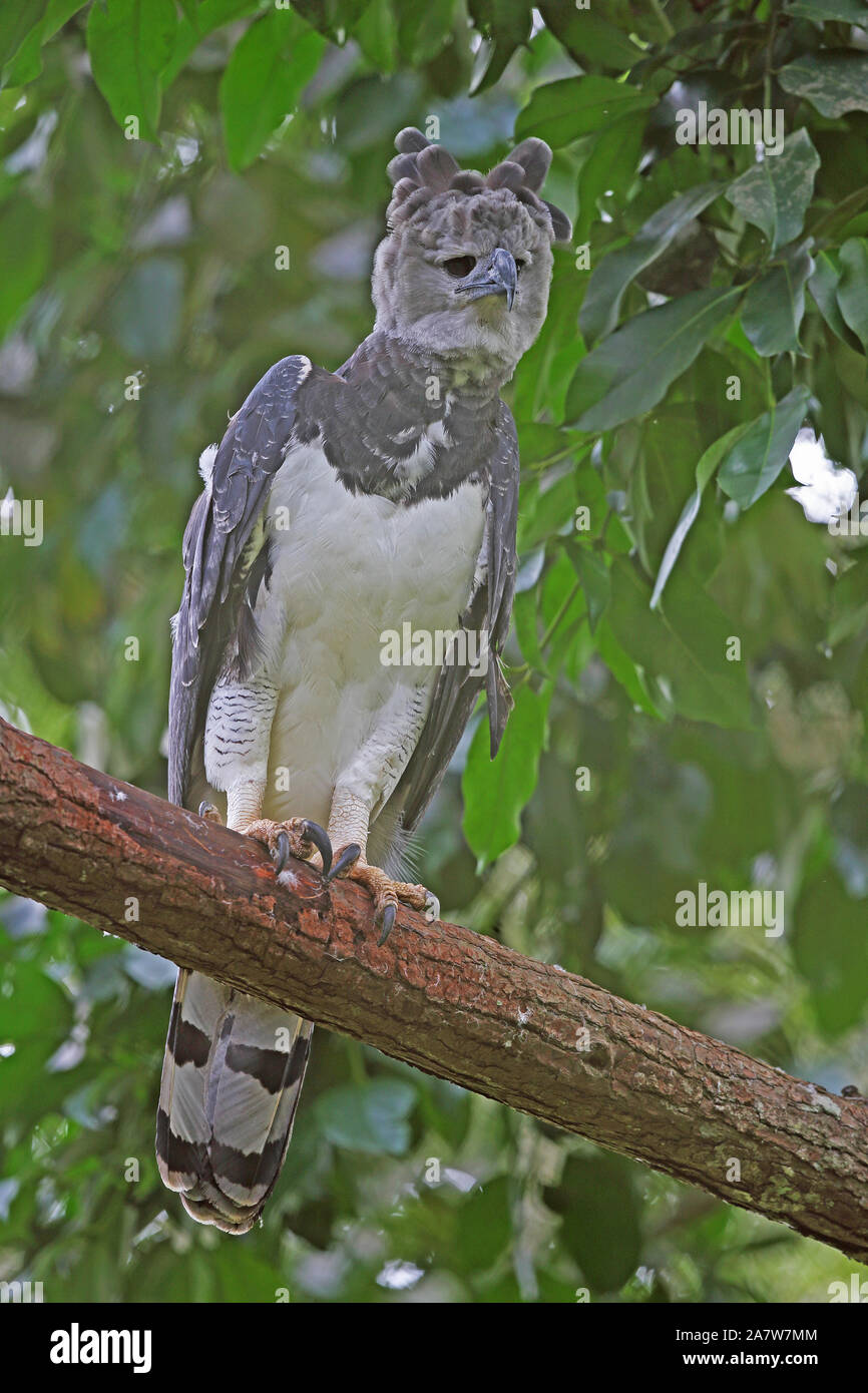 Harpy eagle Fotos und Bildmaterial in hoher Auflösung Alamy