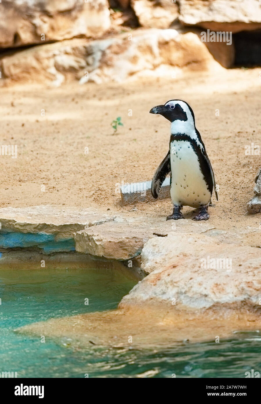 Beautiful South African penguin in der Natur Stockfoto