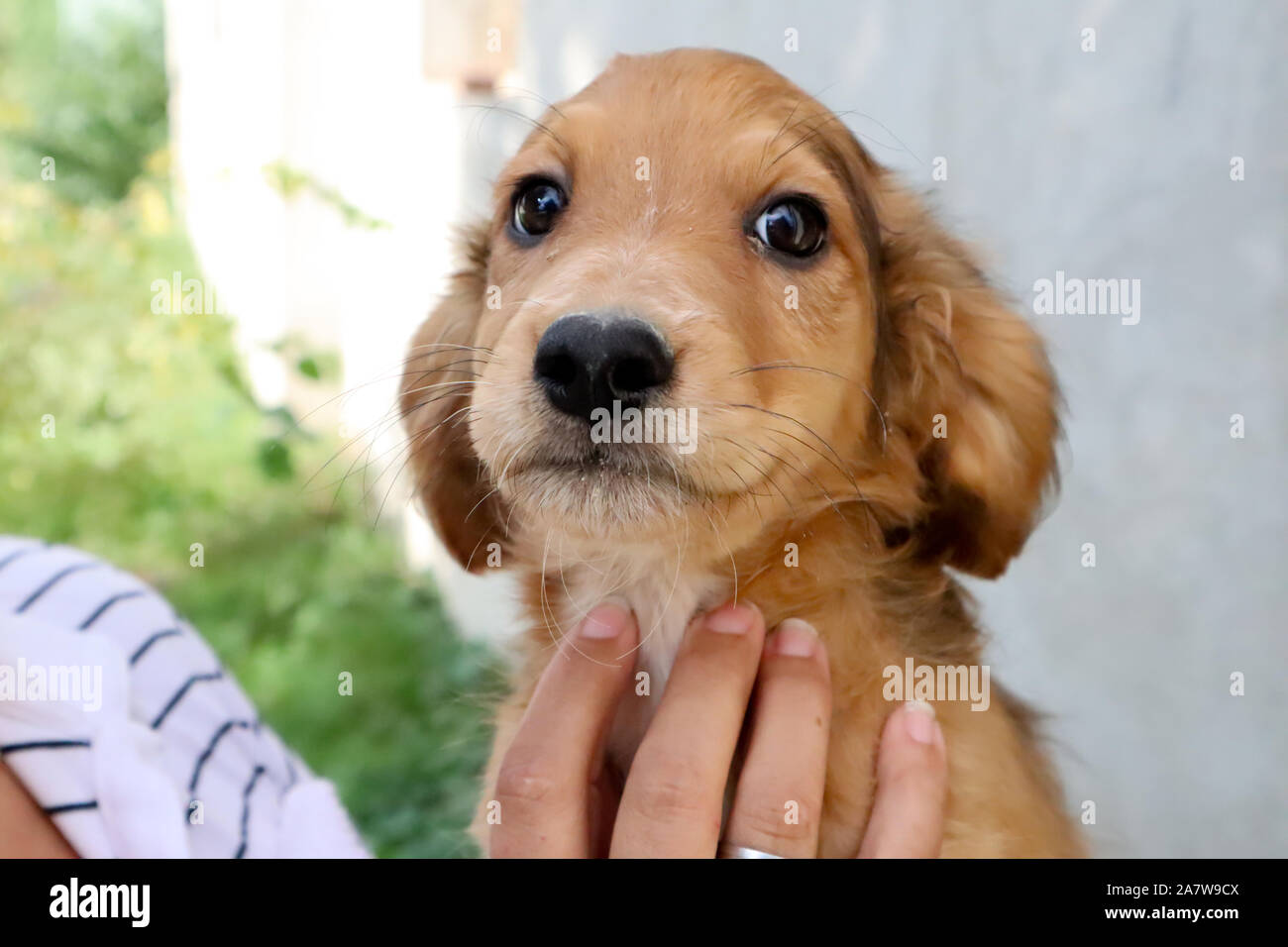 Porträt einer wunderschönen goldenen Cocker Spaniel Welpen suchen direkt an der Kamera, außerhalb Close up Stockfoto