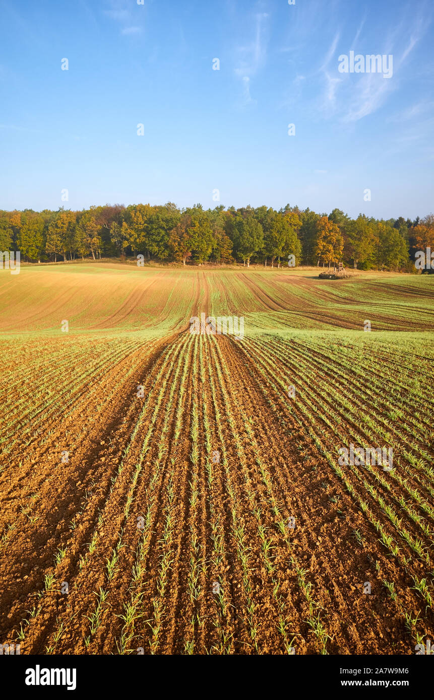 Herbst Landschaft mit Feld und Wald. Stockfoto