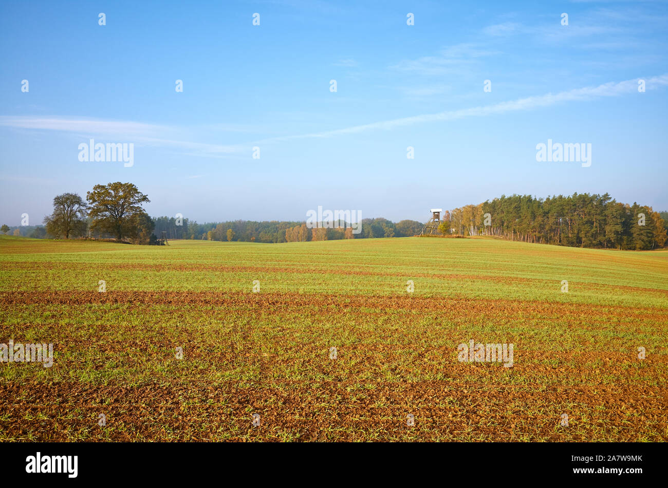 Herbst Landschaft mit Feld und Wald. Stockfoto