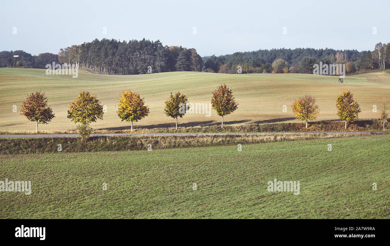 Retro getonten Bild einer Landschaft Landschaft mit einer Reihe von Bäumen entlang einer Straße im Herbst. Stockfoto