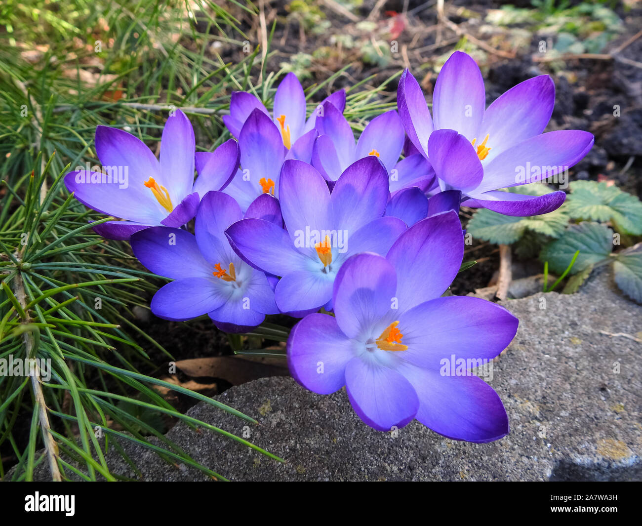 Rosa violett Crocus an einem sonnigen Tag im späten Winter Stockfoto