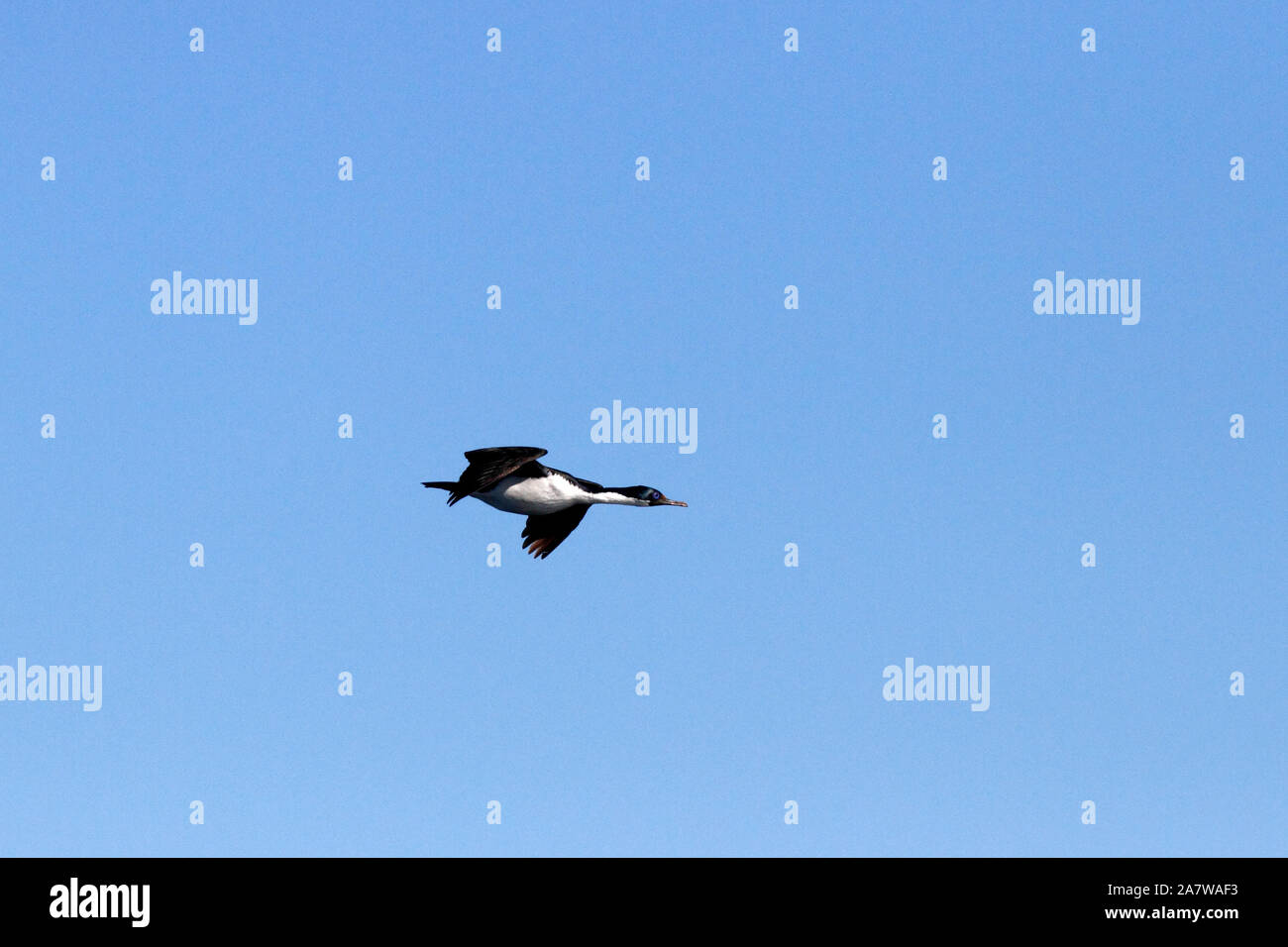 Blue eyed Kormoran fliegen, Peninsula Valdes, Golfo Nuevo, Patagonien. Stockfoto