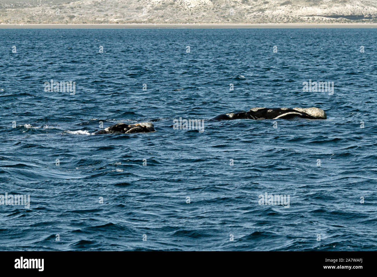 Southern Right Whale im Peninsula Valdes, Atlantik. Stockfoto