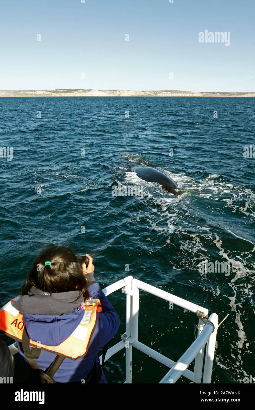 Touristen einen Southern Right Wal Dreharbeiten im Peninsula Valdes, Atlantik. Whale Watching Tour. Stockfoto
