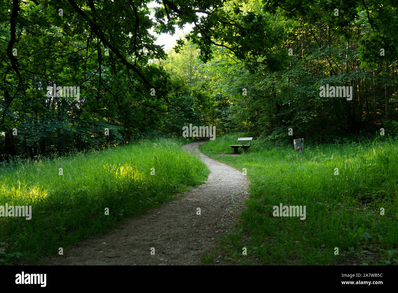 Gewundenen Pfad durch den Wald Stockfoto